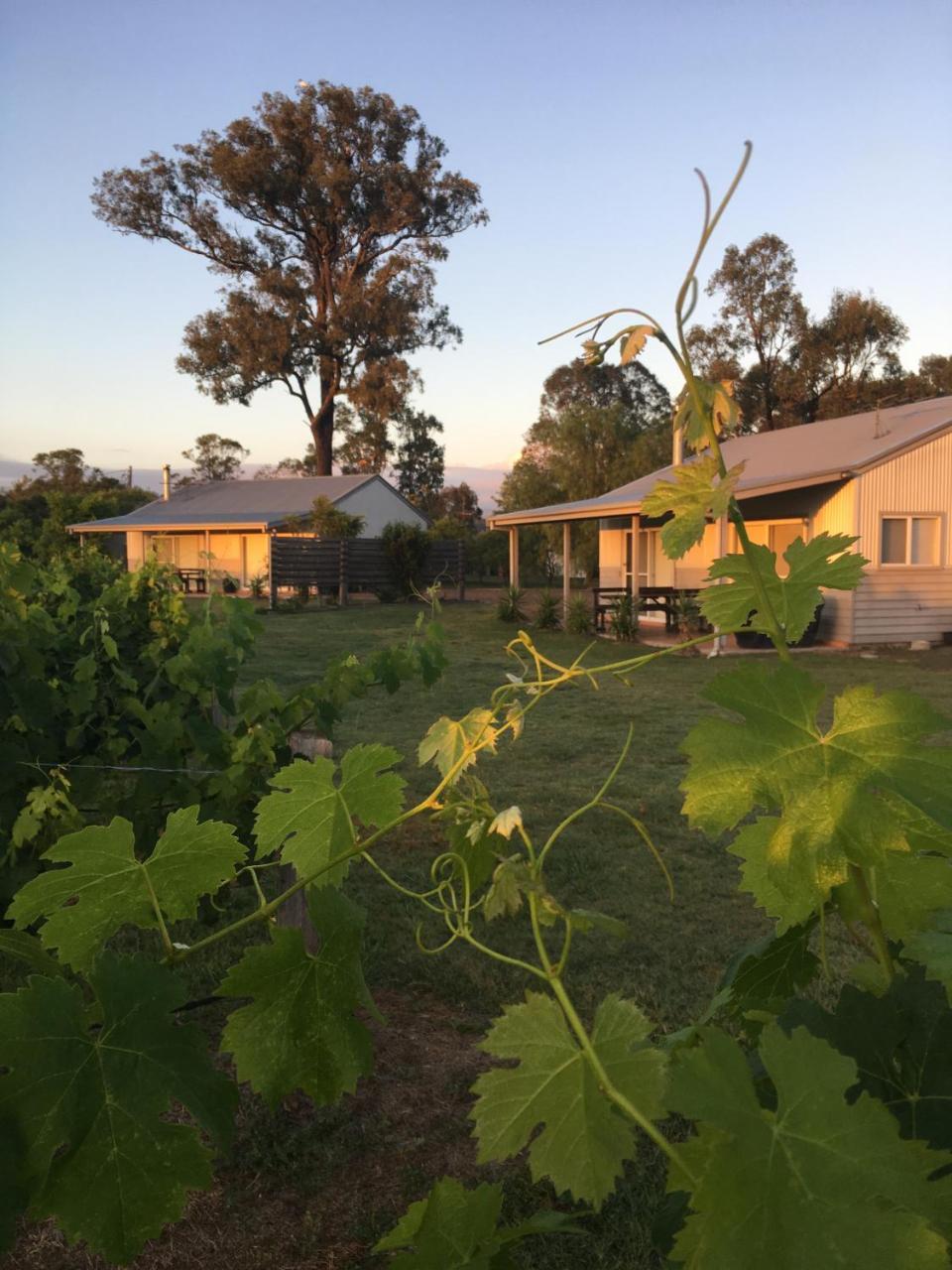 Emma'S Cottage Vineyard Lovedale Bagian luar foto